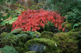 Acer palmatum - Abriachan Nurseries